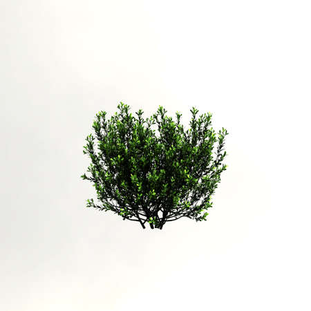 3d illustration of shrub with flowers isolated on white backgroundの写真素材