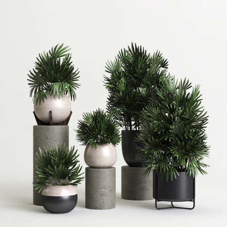 3d illustration of set houseplant potted isolated on white backgroundの写真素材
