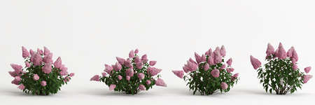 3d illustration of flower bush isolated on white background