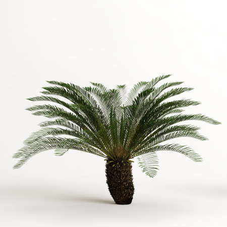 3d illustration of Cyathea tree isolated on white backgroundの写真素材