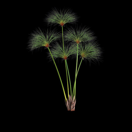 3d illustration of cyperus papyrus grass isolated on black backgroundの写真素材