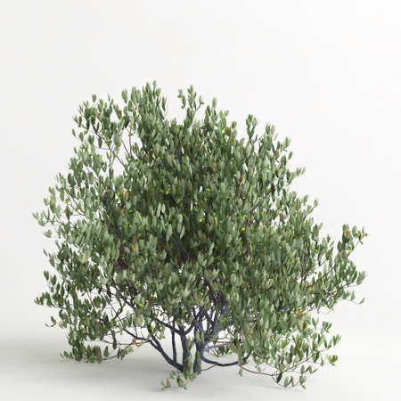 3d illustration of simmondsia chinensis tree isolated on white bachgroundの写真素材