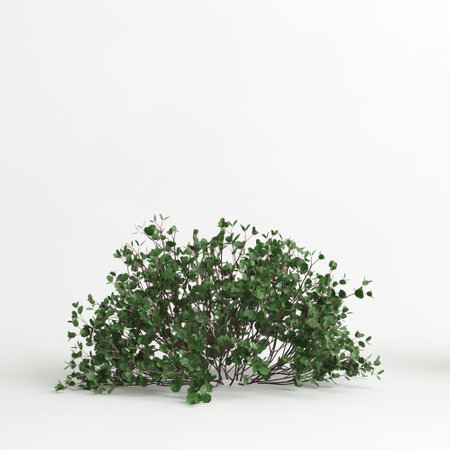 3d illustration of betula pumila tree isolated on white backgroundの写真素材