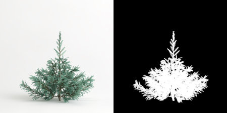 3d illustration of Picea pungens baby blue eyes tree isolated on white and its maskの写真素材