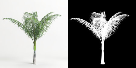3d illustration of Archontophoenix alexandrae tree isolated on white and its maskの写真素材