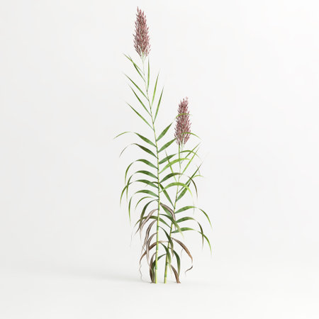 3d illustration of arundo donax grass isolated on white backgroundの写真素材