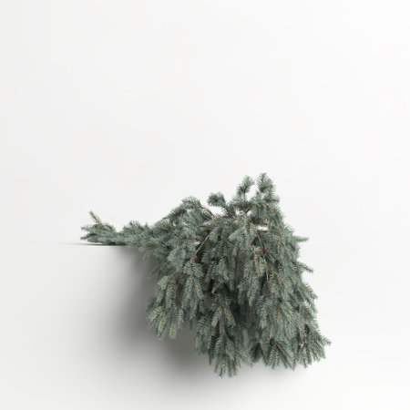 3d illustration of picea pungens glauca procumbens tree isolated on white backgroundの写真素材