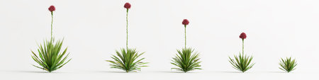 3d illustration of set doryanthes excelsa bush isolated on white backgroundの写真素材