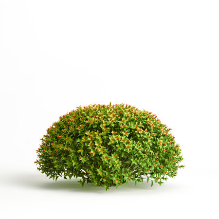 3d illustration of Spiraea japonica bush isolated on white backgroundの写真素材