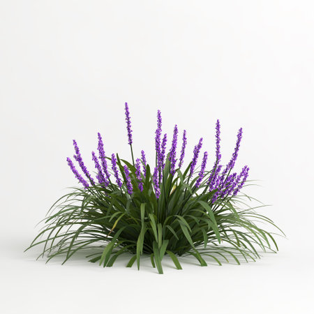 3d illustration of liriope muscari isolated on white backgroundの写真素材
