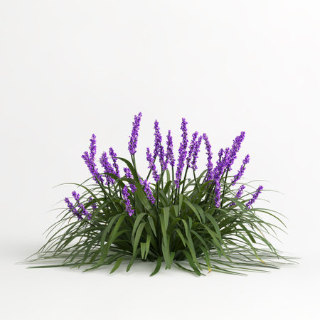 3d illustration of liriope muscari isolated on white backgroundの写真素材