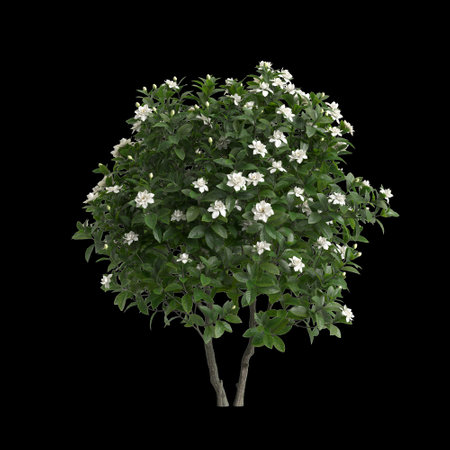 3d illustration of rhododendron pulchrum isolated on black backgroundの写真素材