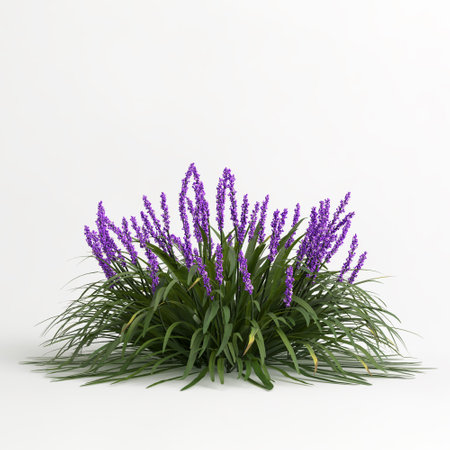 3d illustration of liriope muscari isolated on white backgroundの写真素材