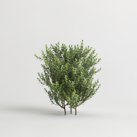 3d illustration of Buxus microphylla isolated on white backgroundの写真素材
