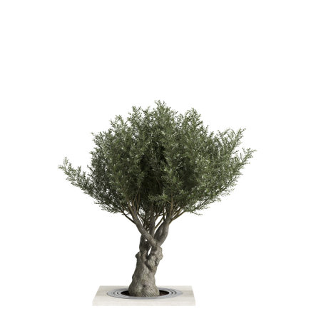 3d illustration of olive trees isolated on white backgroundの写真素材