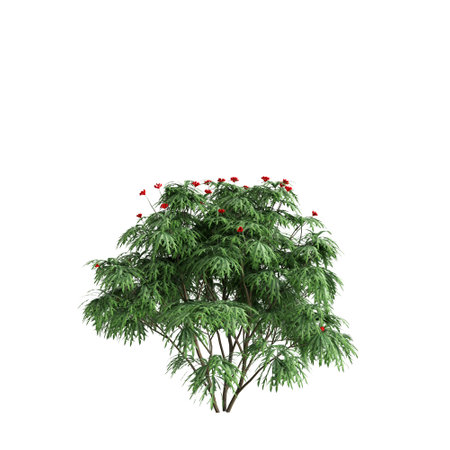 3d illustration of Jatropha trees isolated on white backgroundの写真素材