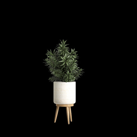 3d illustration of house plant isolated on black background