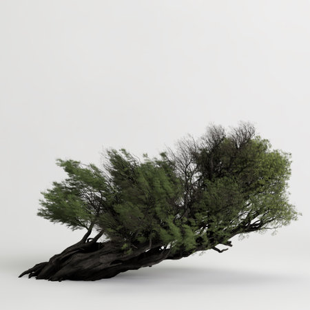 3d illustration of juniperus communis tree isolated on white backgroundの写真素材