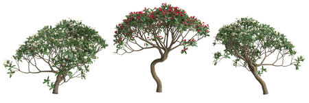 3d illustration of set plumeria rubra tree isolated on white backgroundの写真素材