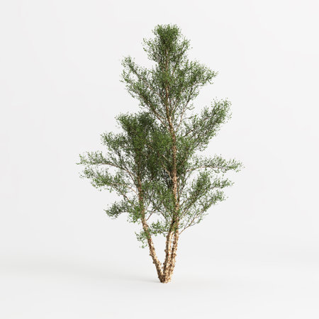 3d illustration of river birch tree isolated on white backgroundの写真素材