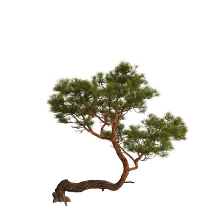 3d illustration of pine tree on rock isolated on white backgroundの写真素材