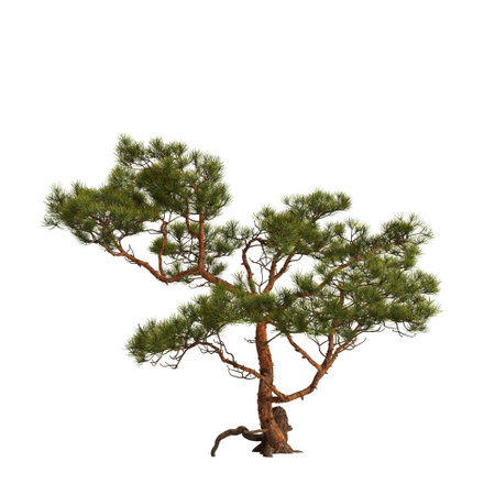 3d illustration of pine tree on rock isolated on white backgroundの写真素材