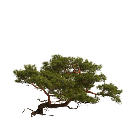 3d illustration of pine tree on rock isolated on white backgroundの写真素材