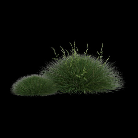 3d illustration of festuca gautieri bush isolated on black backgroundの写真素材