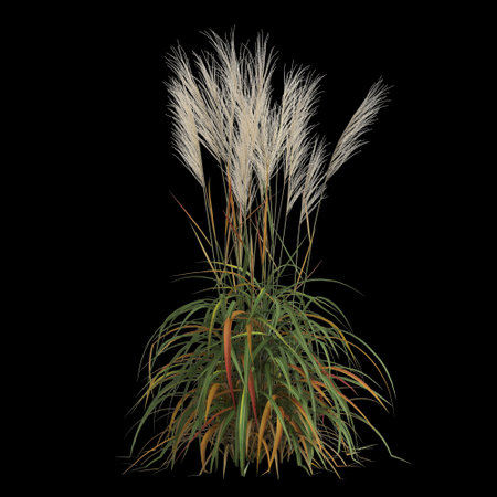 3d illustration of miscanthus purpurascens bush isolated on black backgroundの写真素材