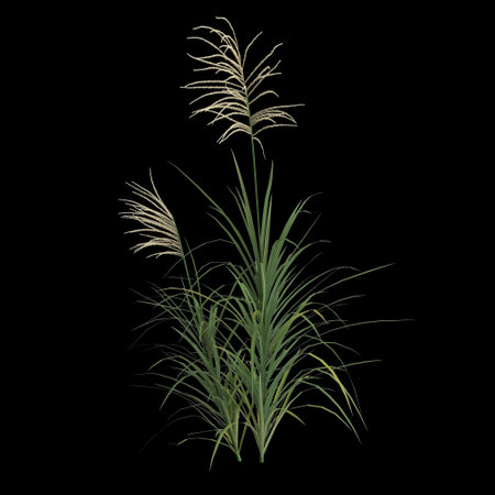 3d illustration of miscanthus bush isolated on black backgroundの写真素材
