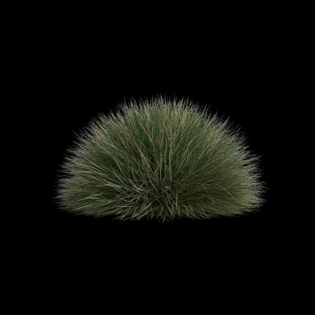 3d illustration of festuca gautieri bush isolated on black backgroundの写真素材
