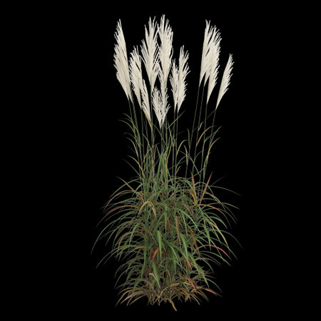 3d illustration of miscanthus sacchariflorus bush isolated on black backgroundの写真素材