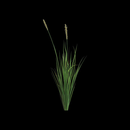 3d illustration of carex appressa bush isolated on black backgroundの写真素材