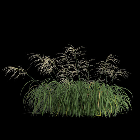 3d illustration of miscanthus bush isolated on black background