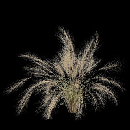 3d illustration of nassella tenuissima bush isolated on black backgroundの写真素材