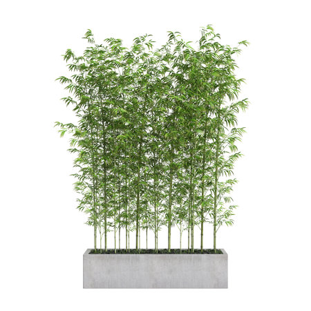 3d illustration of bamboo tree isolated on white backgroundの写真素材