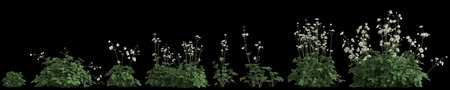 3d illustration of set astrantia major grass isolated on black backgroundの写真素材