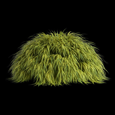 3d illustration of hakonechloa macra bush isolated on black backgroundの写真素材
