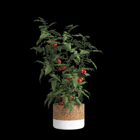 3d illustration of tomato plant isolated on black backgroundの写真素材