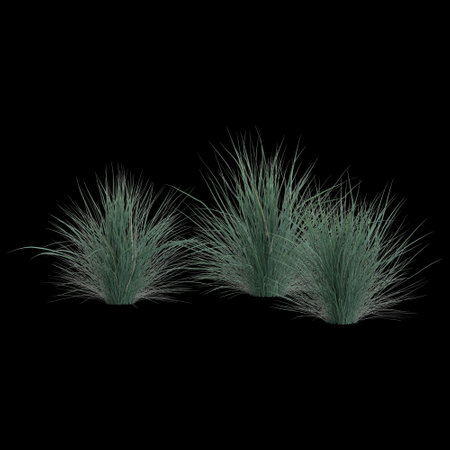 3d illustration of helictotrichon sempervirens bush isolated on black backgroundの写真素材