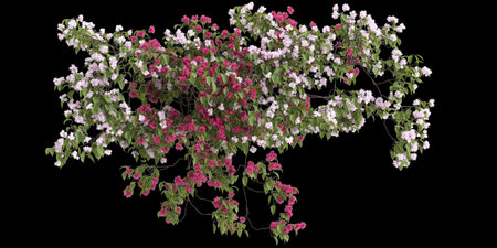 3d illustration of bougainvillea hanging isolated on black backgroundの写真素材