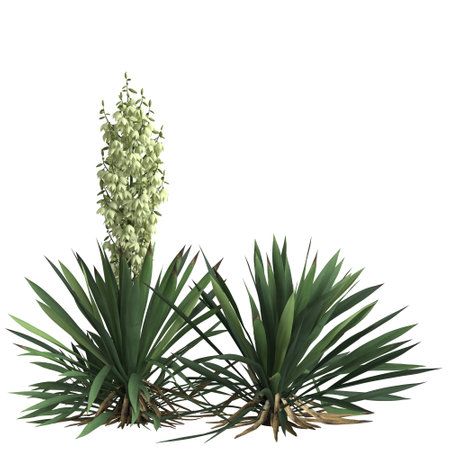 3d illustration of yucca flaccida isolated on black backgroundの写真素材