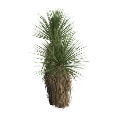 3d illustration of yucca elata isolated on white backgroundの写真素材