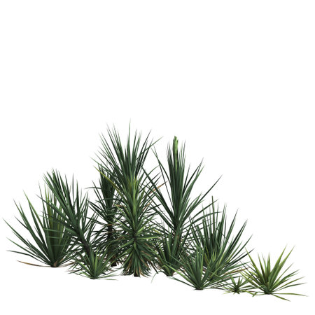 3d illustration of yucca flaccida isolated on black backgroundの写真素材