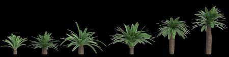 3d illustration of set Sago palm isolated on black backgroundの写真素材