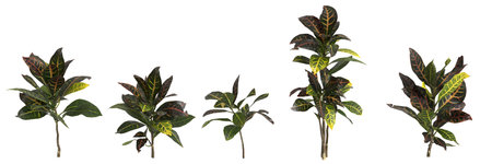 3d illustration of set Codiaeum variegatum plant isolated on white background human's eye viewの写真素材
