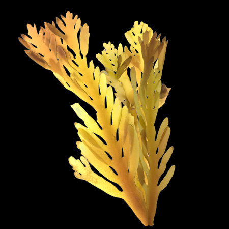 3d illustration of greater hornwrack isolated on black background, ocean creatures