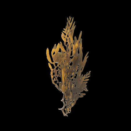 3d illustration of sargassum isolated on black background, ocean creatures