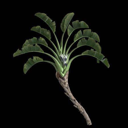 3d illustration of strelitzia nicolai tree isolated on black backgroundの写真素材