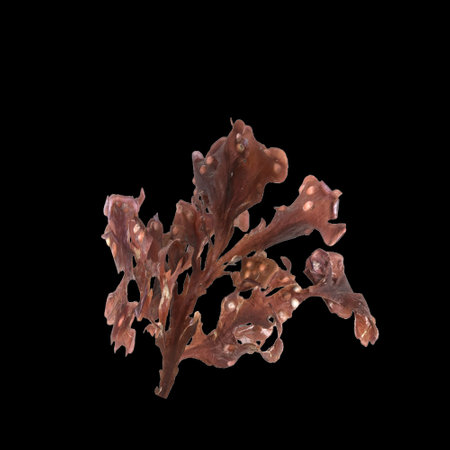 3d illustration of carrageen seaweed isolated on black backgroundの写真素材